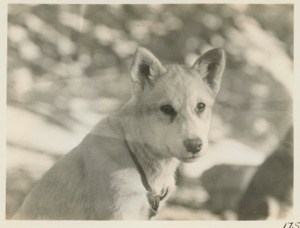 Image of Eskimo [Inughuit] dog-Peanut